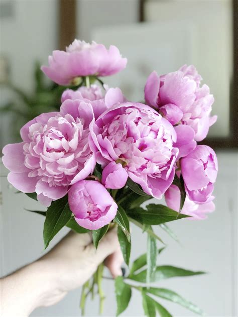 pinterest peony